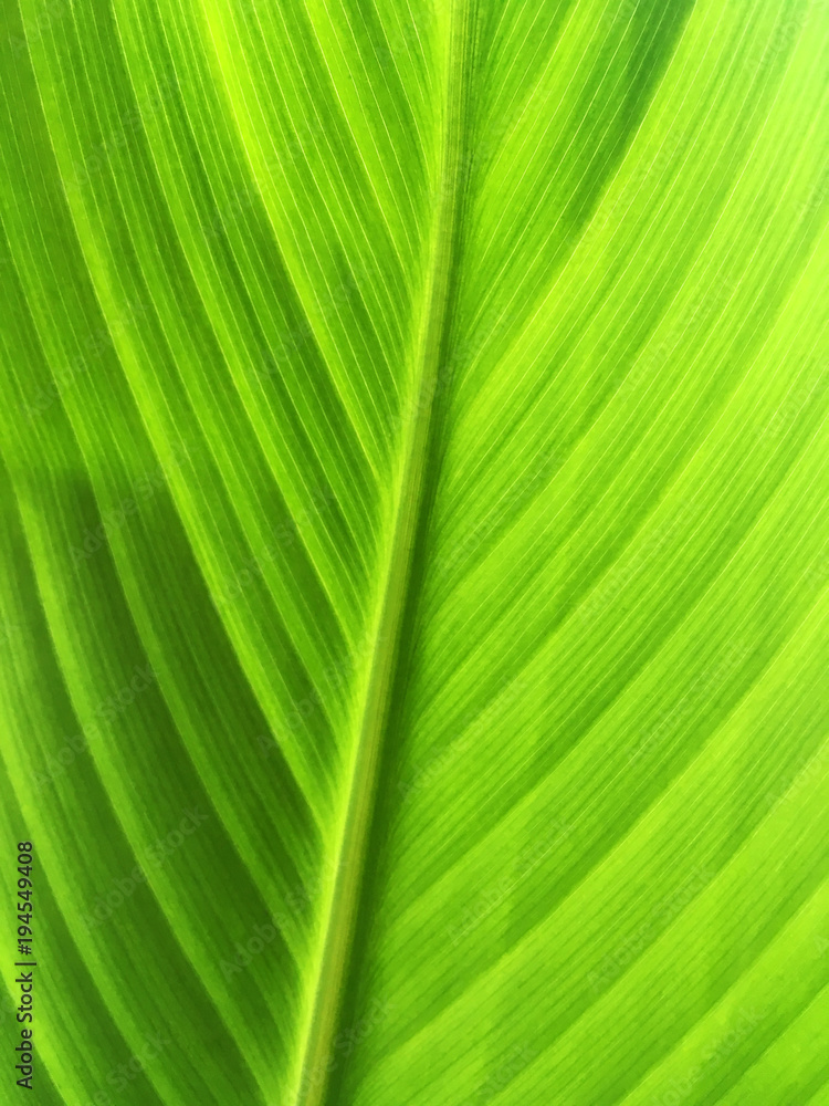 Green Leaf Green Leaf