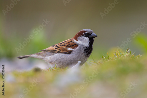 portrait male house sparrow  passer domesticus  in meadow