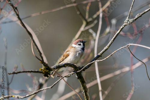 eurasian tree sparrow (passer montanus) sitting within branches © Pascal Halder