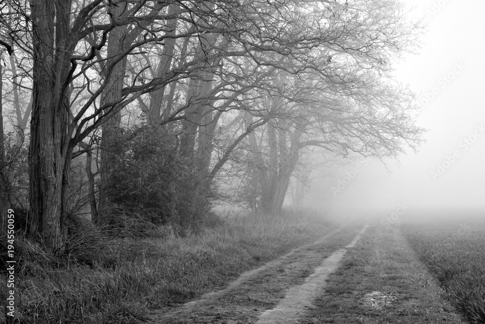 Landschaft mit Waldrand, dichter Nebel, schwarz-weiß