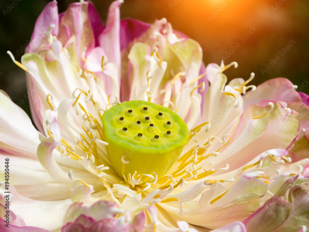 pink lotus flower are blooming. pink lotus flower are blooming.