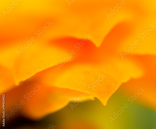 Petals of an orange flower as a background