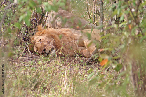 männlicher Löwe beim Mittagsschlaf © Robirensi