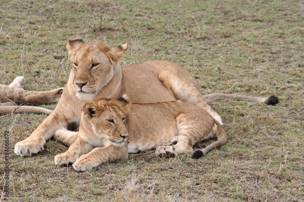 Löwenfamilie mit Jungtier in der Savanne, Masai Mara, Kenia Löwenfamilie mit Jungtier in der Savanne, Masai Mara, Kenia