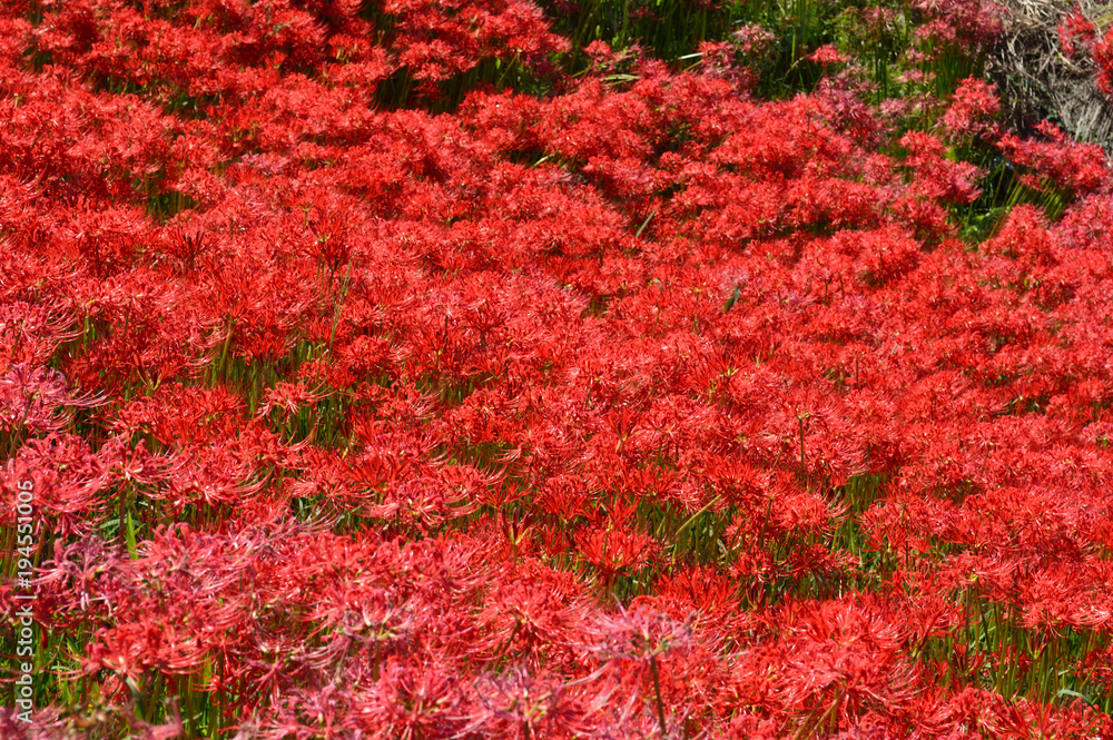 On the sunny day of autumn, the bank is covered with cluster amaryllis On the sunny day of autumn, the bank is covered with cluster amaryllis