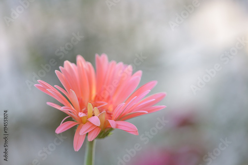 Pink young Gerbera flower 