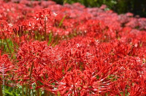 On the sunny day of autumn, the bank is covered with cluster amaryllis