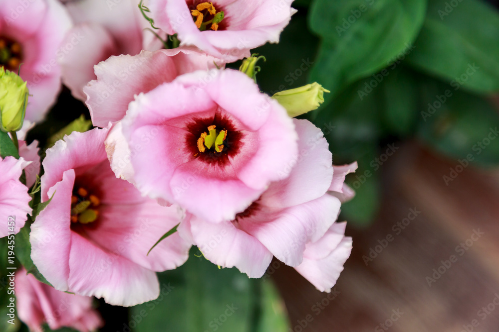 Branch pink, purple, red, white and yellow orchid with dark background, light on Orchid