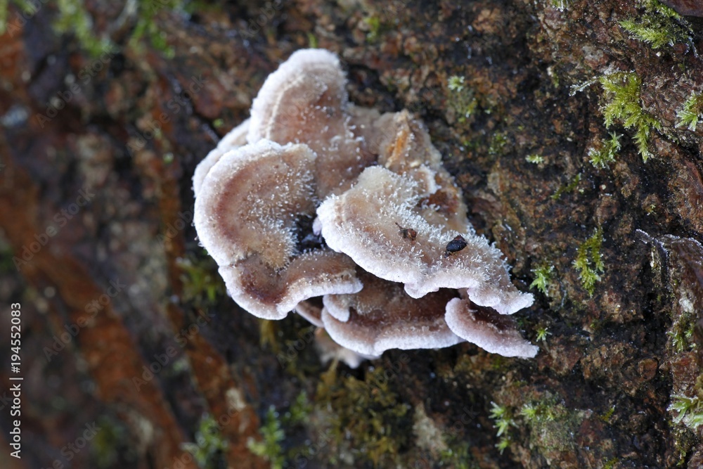Silver leaf fungus, Chondrostereum purpureum Silver leaf fungus, Chondrostereum purpureum