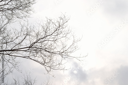 Bare branches against the cloudy sky.  Elm branches on the left side of the frame. The winter sun shines through the clouds.