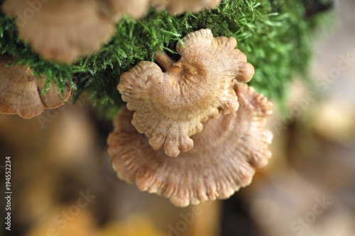 Bitter oyster mushroom, Panellus stypticus photo