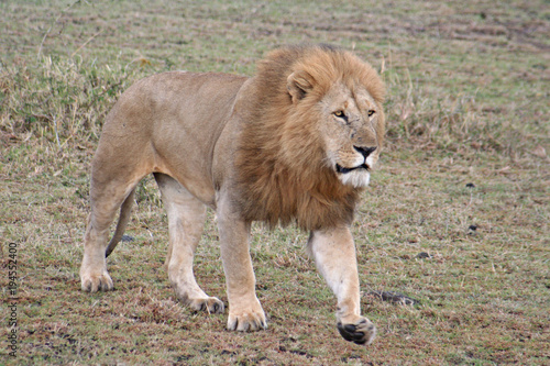 Wallpaper Mural männlicher Löwe in der Savanne, Kenia, Masai Mara Torontodigital.ca