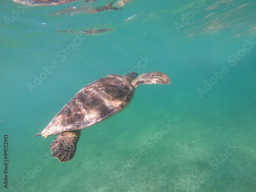 View of turtle underwater of Caribbean sea