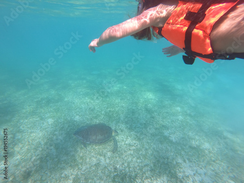 Photography Little girl snorkeling in Caribbean sea, turtle watch