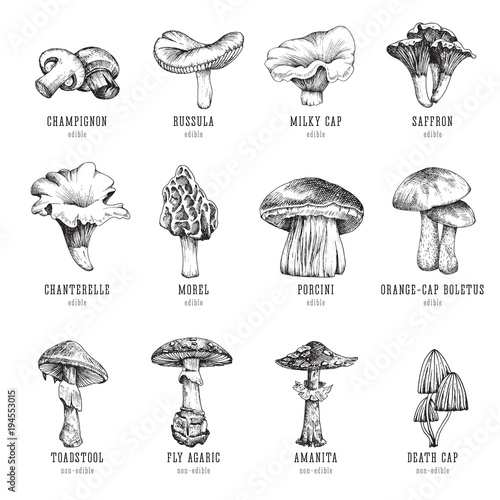 Forest types of mushrooms collection, edible and non-edible boletus in retro sketch vector style. All elements isolated.