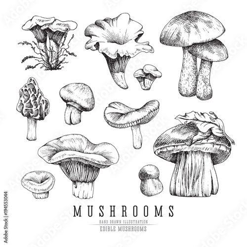 Forest types of mushrooms collection, edible boletus in retro sketch vector style. All elements isolated.