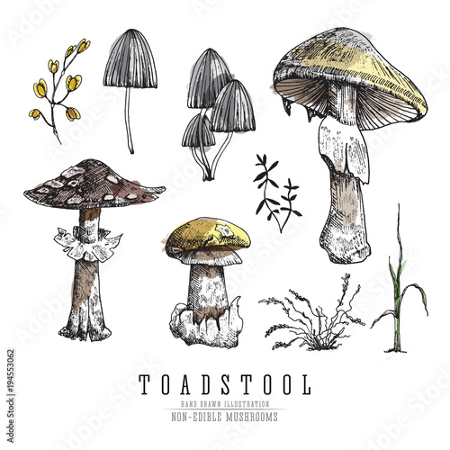 Very dangerous non-edible poisonous forest mushrooms colorful sketch vector illustration isolated.