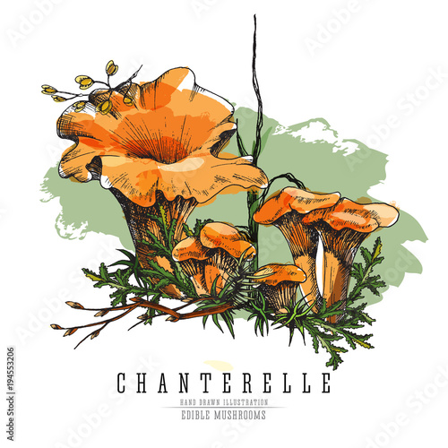 Forest chanterelles at undergrowth vector color illustration in sketch and watercolor imitation style. All element isolated.
