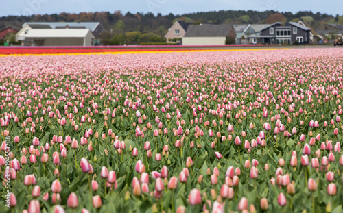 Tulip fields of the Bollenstreek, South Holland, Netherlands