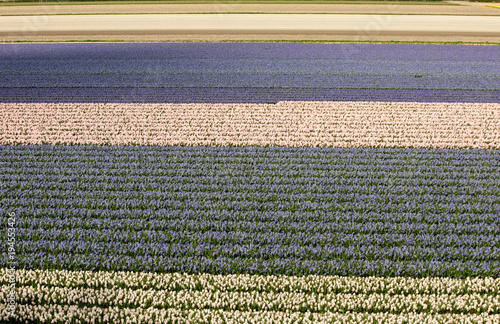 Tulip and hyacinth  fields of the Bollenstreek, South Holland, Netherlands photo