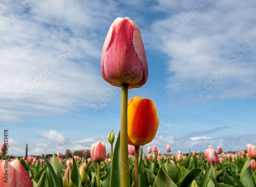 Tulip fields of the Bollenstreek, South Holland, Netherlands photo