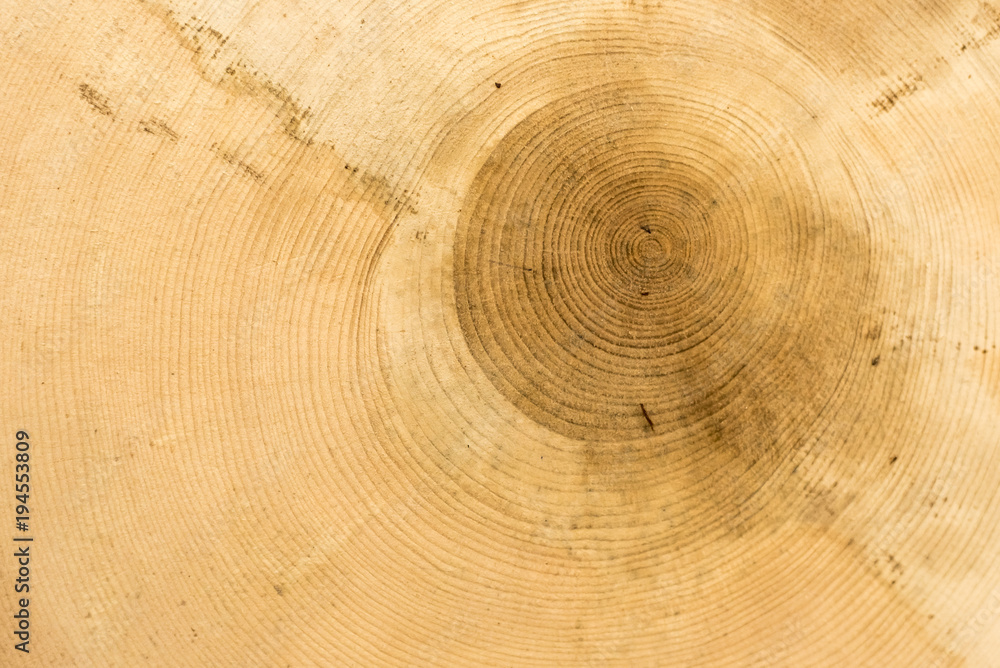 Naklejka premium Cross section of cedar logs with concentric annual rings close-up