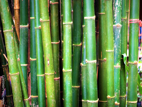 Bamboo with a natural background 03