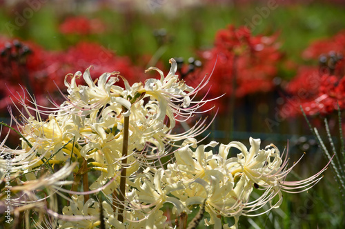 Red, yellow and white cluster amaryllis photo