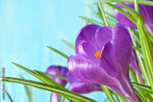 Fototapeta Naklejka Na Ścianę i Meble -  Krokusse hintergund