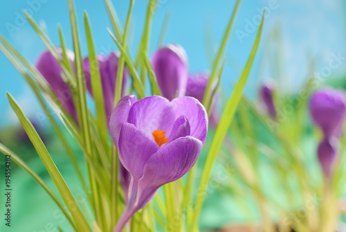 Fototapeta Naklejka Na Ścianę i Meble -  Krokusse