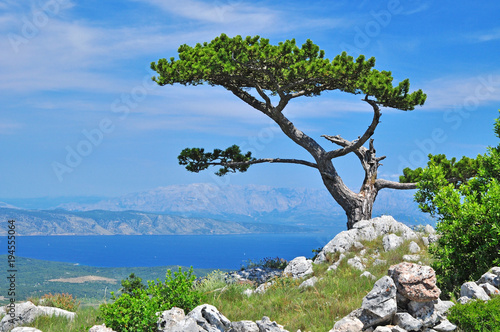 Fototapeta Naklejka Na Ścianę i Meble -  Pine tree in rural landscape of Hvar, croatia