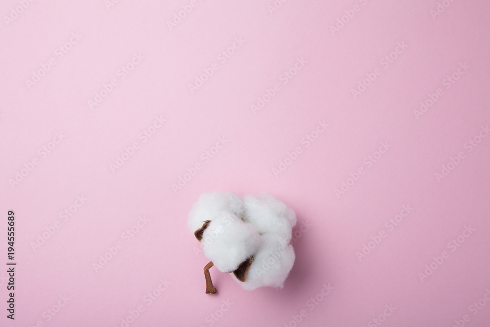 A delicate dry organic flower of cotton on a pink background. Empty space for text. A delicate dry organic flower of cotton on a pink background. Empty space for text.