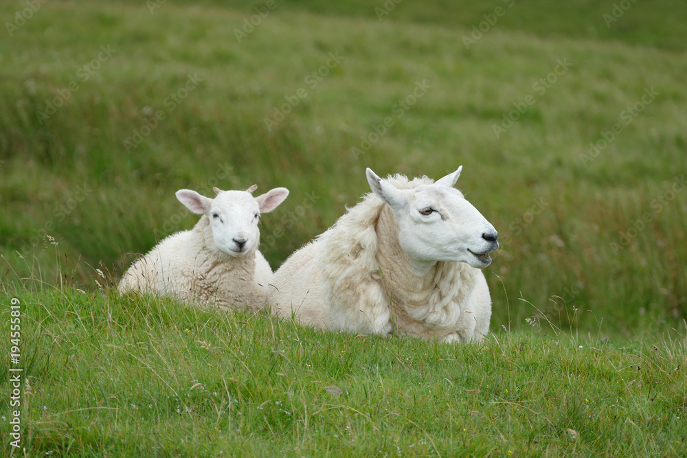 Obraz premium sheeps in the meadow