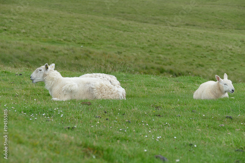 sheeps in the meadow