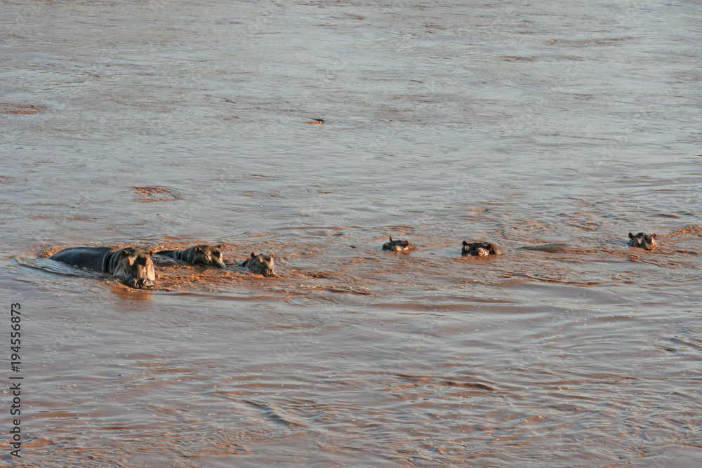 Flußpferde schwimmen in einem Fluß in Kenias Nationalpark Flußpferde schwimmen in einem Fluß in Kenias Nationalpark