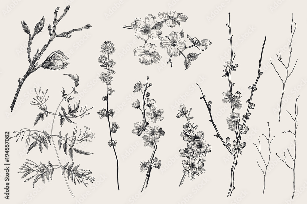 Blooming gargen. Spring Flowers and twig. Magnolia, spirea, cherry blossom, dogwood, jasmine, quince, birch twig. Vintage vector botanical illustration. Black and white