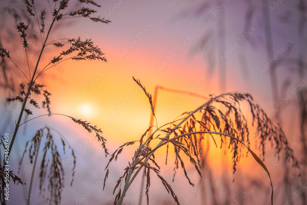 Obraz premium The flaming red and orange sunsets in the Arizona desert create natural silhouettes of mountains, cactus, birds, trees, plants and are scenic when viewed against the colorful sky in this Arizona wilde