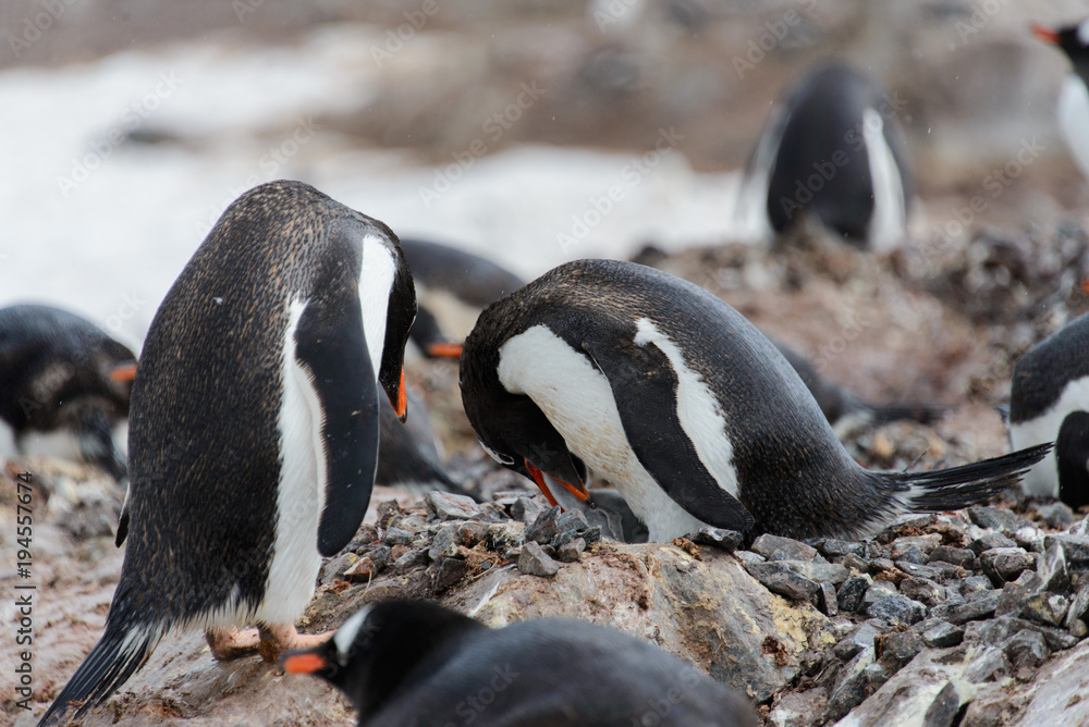 Naklejka premium Gentoo penguin with chicks in nest
