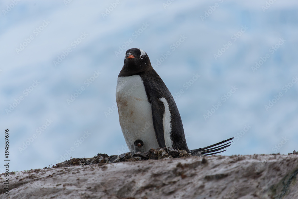 Fototapeta premium Gentoo penguin with chicks in nest
