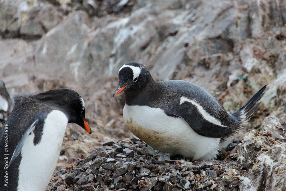 Fototapeta premium Gentoo penguin with chicks in nest