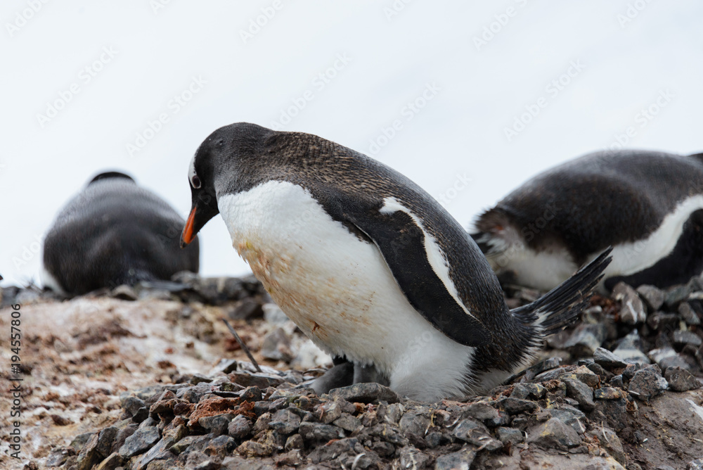 Fototapeta premium Gentoo penguin with chicks in nest