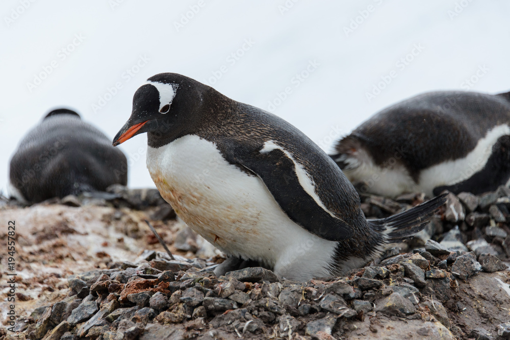 Fototapeta premium Gentoo penguin's chicks in nest