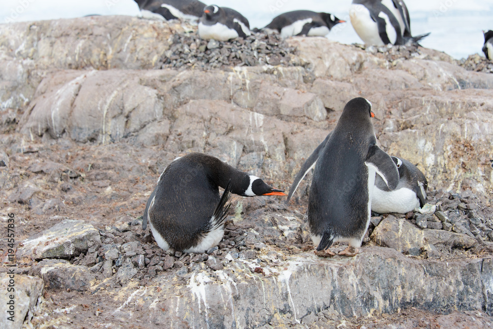 Naklejka premium Gentoo penguin catch another by beak