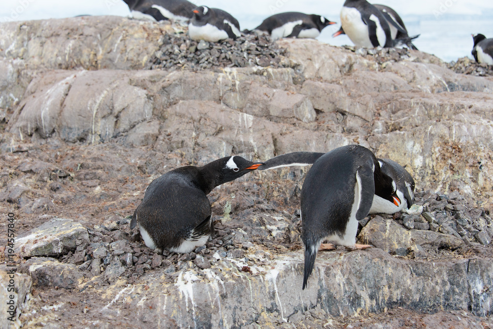 Naklejka premium Gentoo penguin catch another by beak