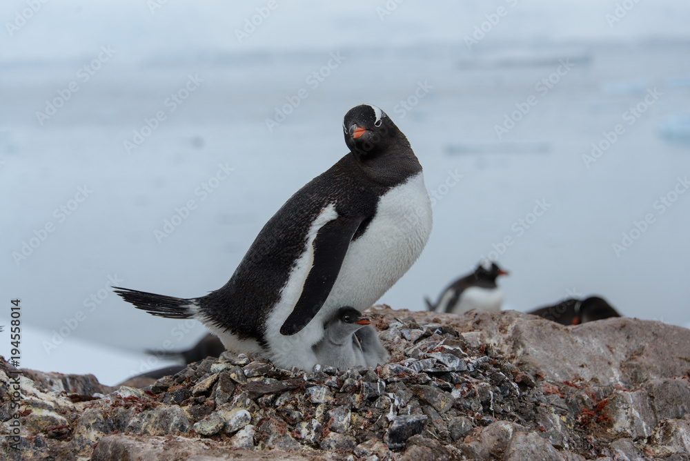 Obraz premium Gentoo penguin with chicks in nest