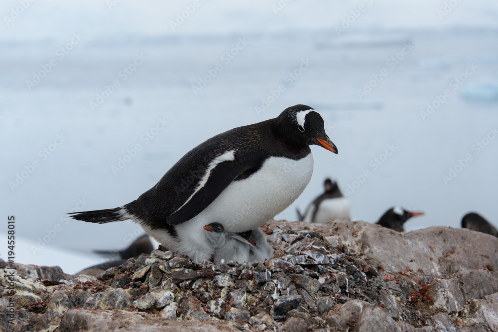Naklejka premium Gentoo penguin with chicks in nest