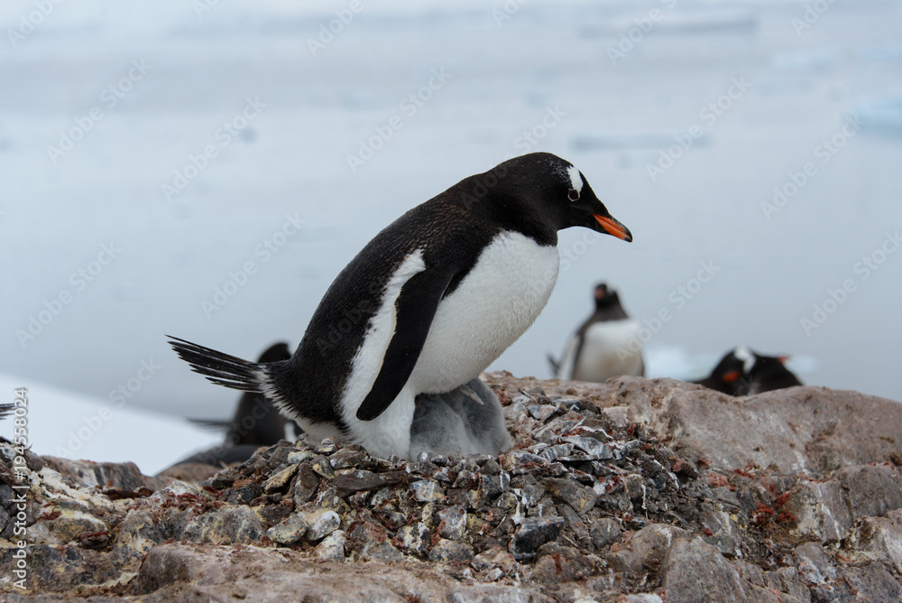 Naklejka premium Gentoo penguin with chicks in nest