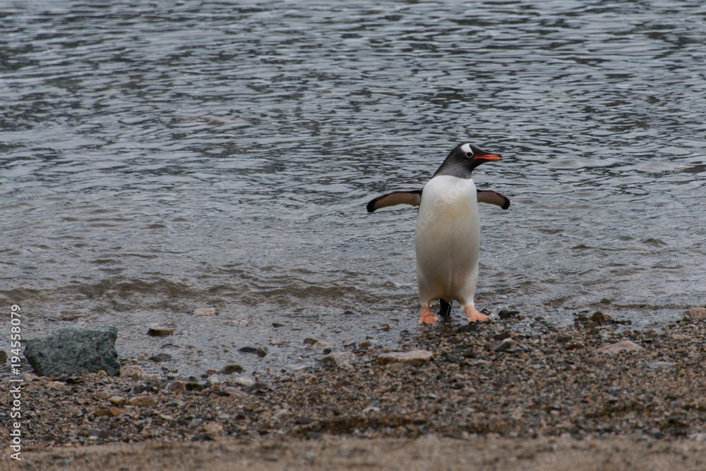 Naklejka premium Gentoo penguin going from sea