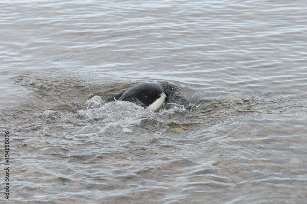 Fototapeta premium Gentoo penguin going to sea