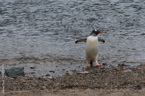 Gentoo penguin going from sea